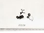 Click for 1 image(s) for this accession. FRUIT